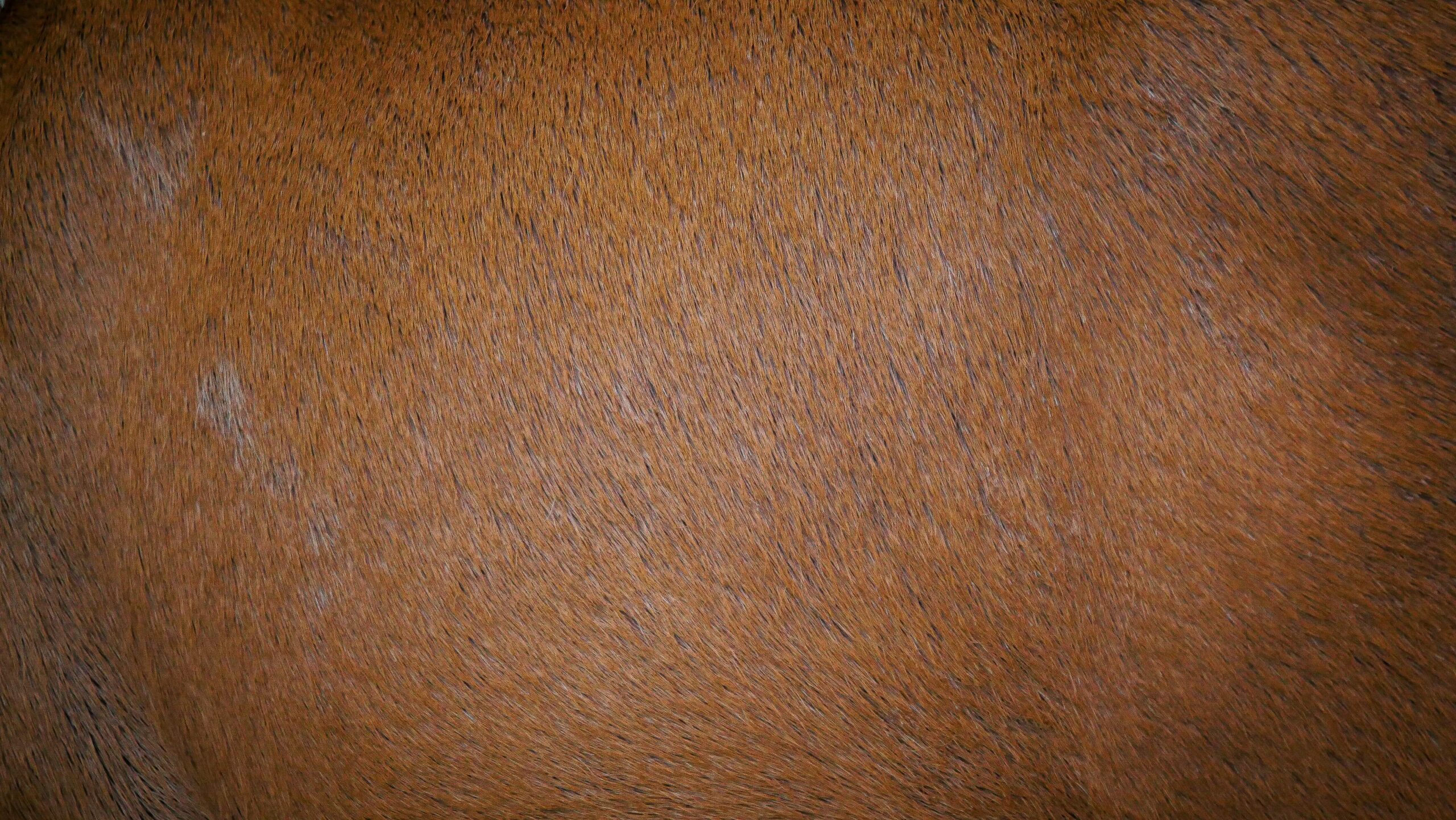 grains-beaute-inoffensifs grains-beaute-inoffensifs